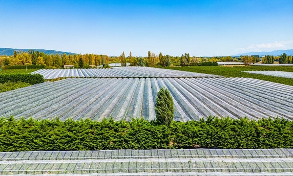 Victoria's $15.9 million horticultural netting program fully allocated Victoria's $15.9 million horticultural netting program fully allocated