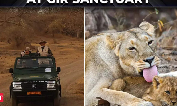 PM Narendra Modi takes a lion safari at Gir Wildlife Sanctuary in Gujarat for World Wildlife Day PM Narendra Modi takes a lion safari at Gir Wildlife Sanctuary in Gujarat for World Wildlife Day