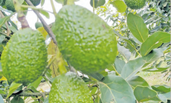 Kenya seeks to boost horticultural exports to Italy by 3% in five years Kenya seeks to boost horticultural exports to Italy by 3% in five years