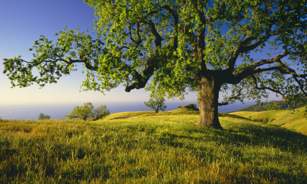 What is a Mutual Fund? What is a Mutual Fund?
