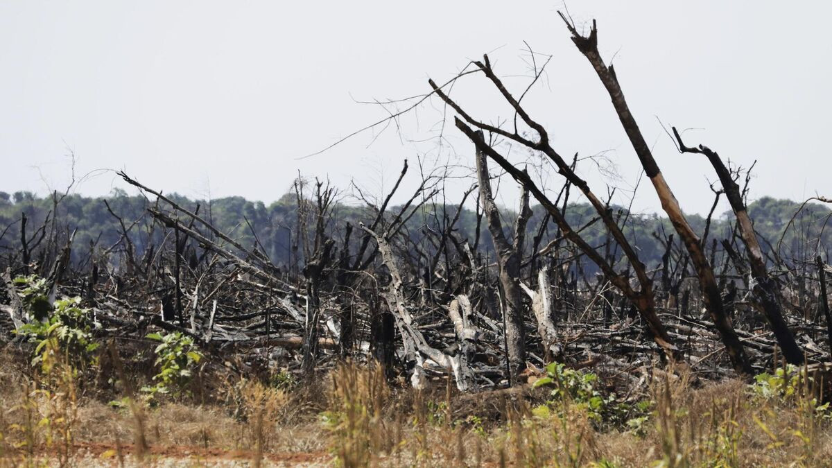 Once our primary forests are gone, they're gone forever