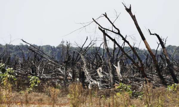 Once our primary forests are gone, they're gone forever Once our primary forests are gone, they're gone forever